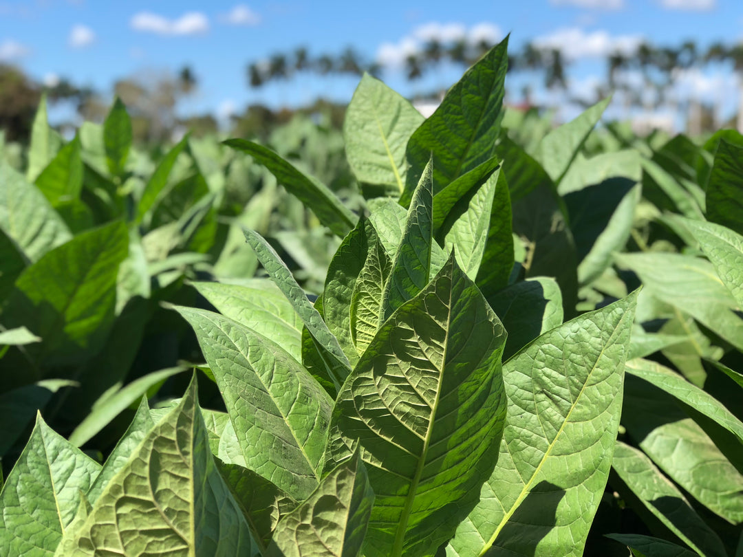 Battling Tobacco Beetles